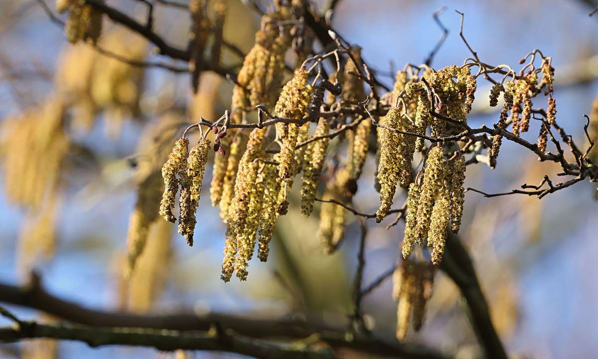 Golden male catkins of a black alder clustered on bare twigs