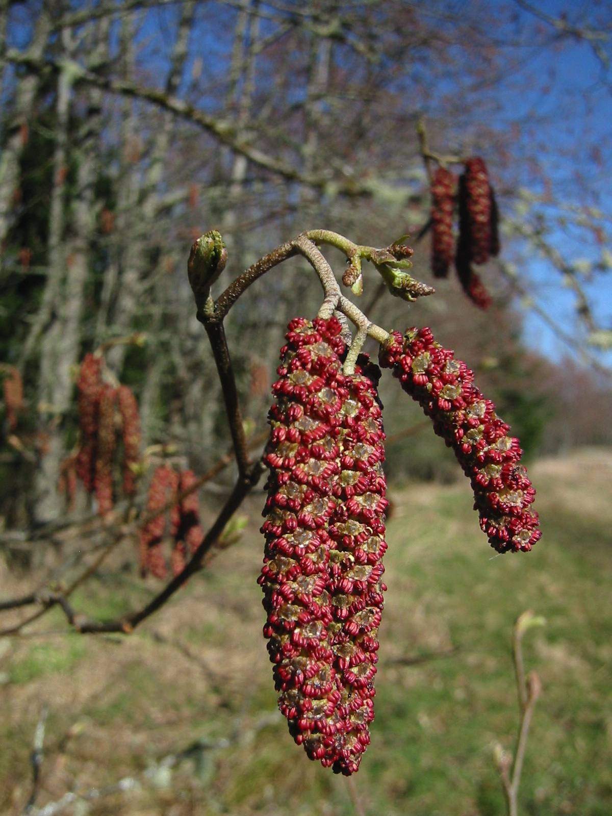 Deep red male catkins of a red alder hanging from a twig