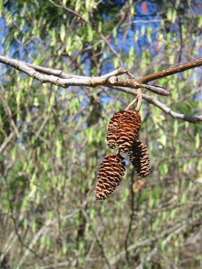 Woody seed cones of a red alder hanging from a branch
