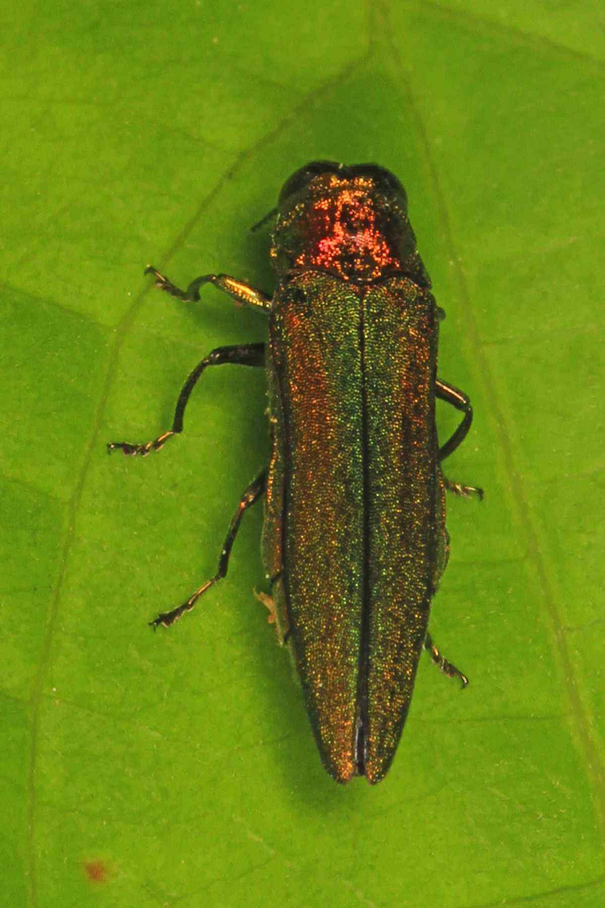 An emerald ash borer beetle resting on a green leaf
