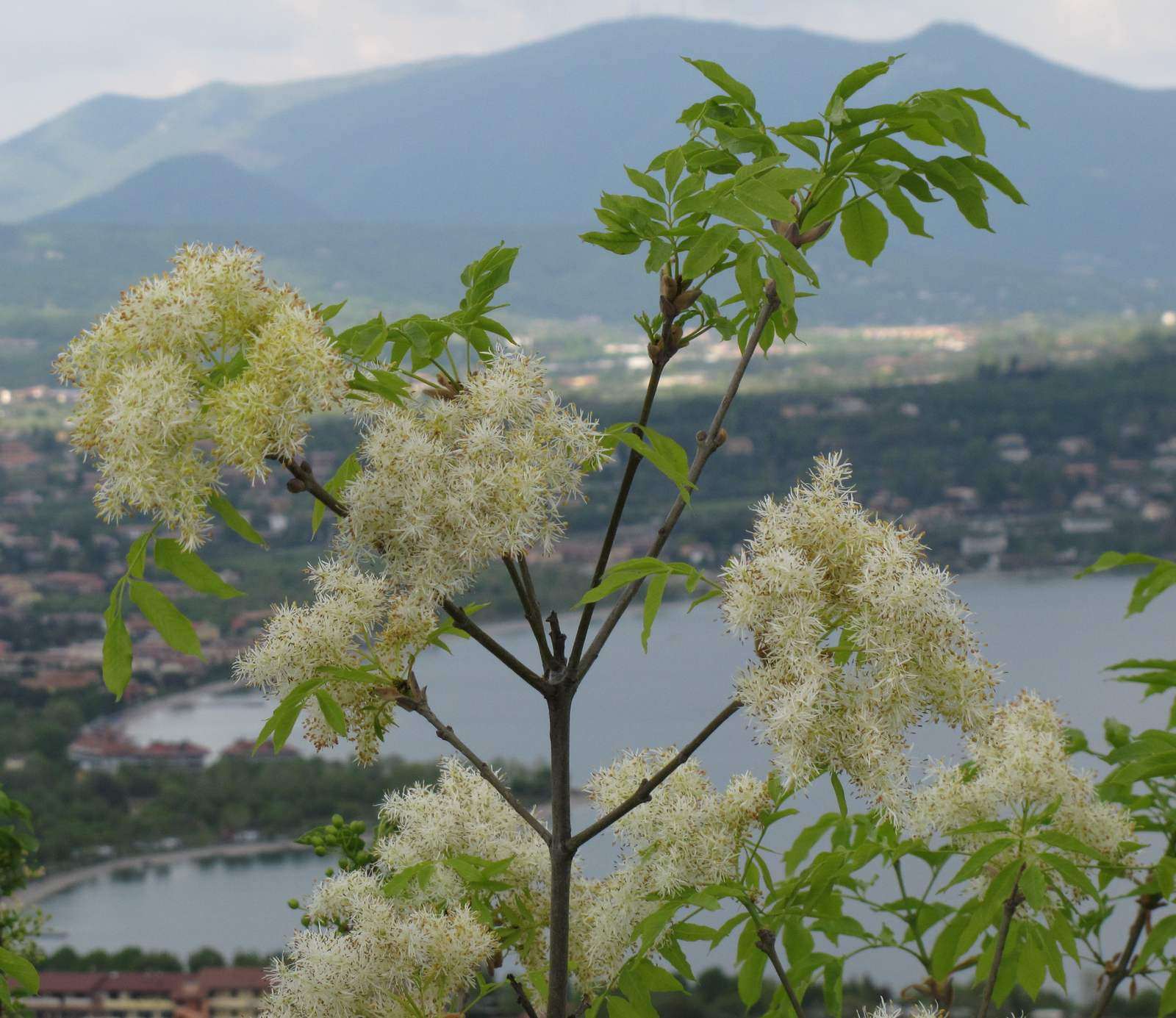 A flowering ash branch covered in white blossom above a lake