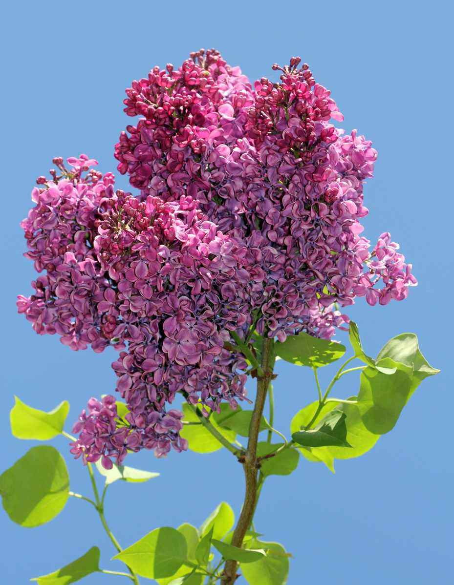 A cluster of purple lilac flowers against a blue sky