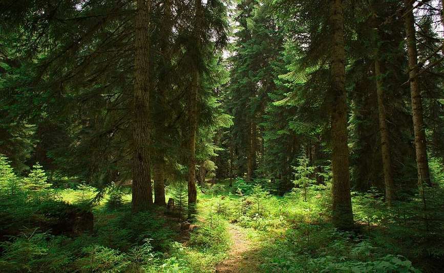 A trail winding through a tall pine forest