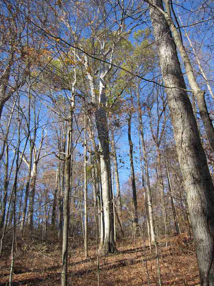Smooth pale beech trunks standing out in a leafless winter forest