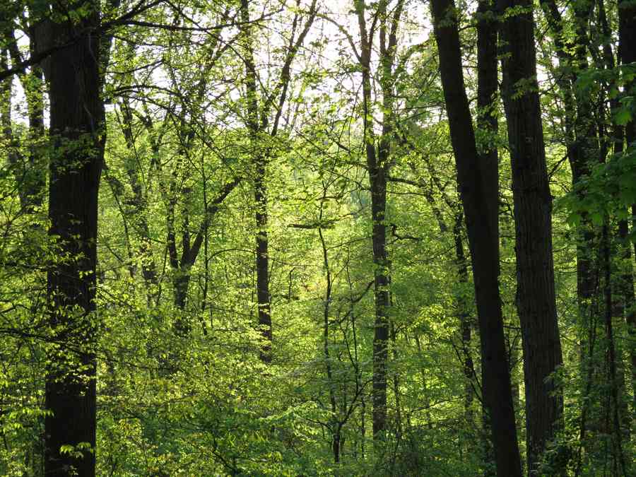 Sunlit green spring canopy in a beech and maple hardwood forest