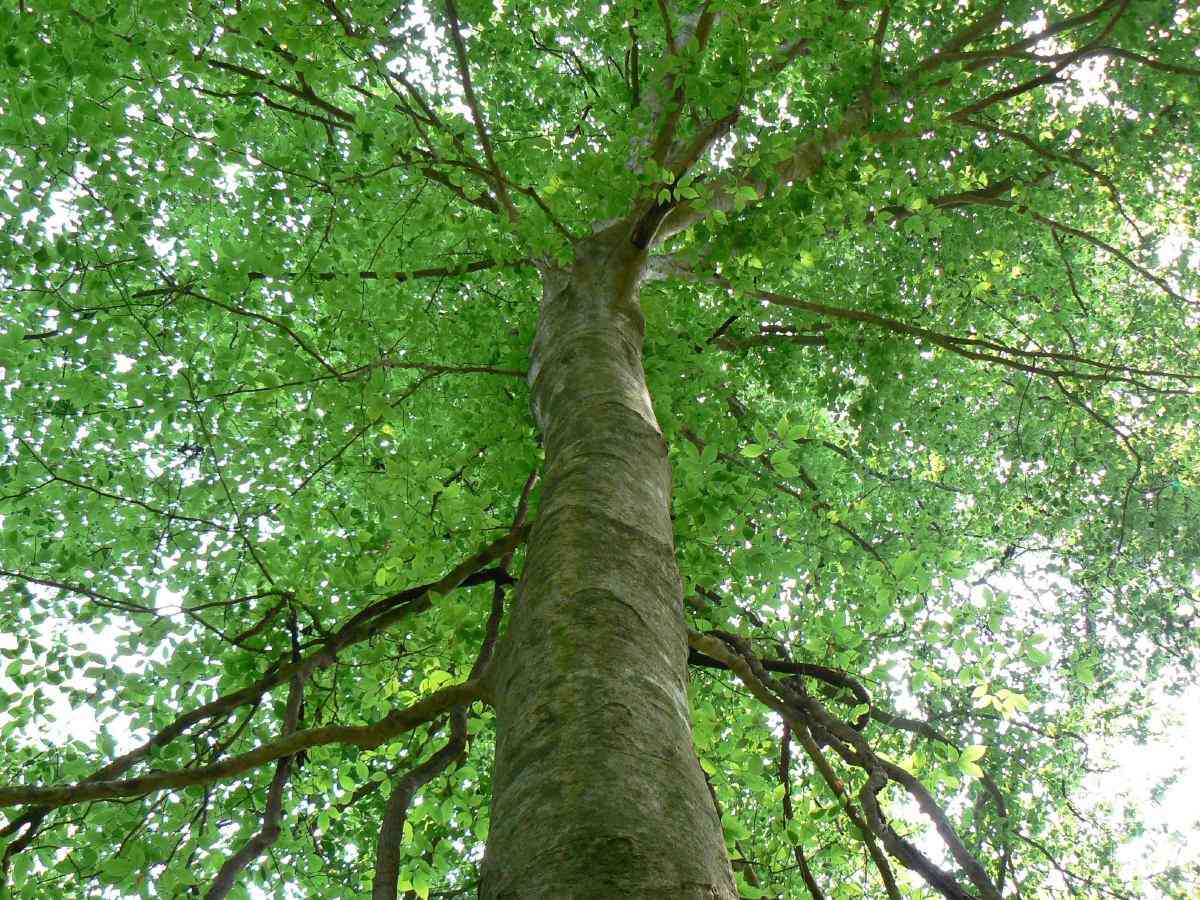A smooth gray American beech trunk rising into a fresh green spring canopy