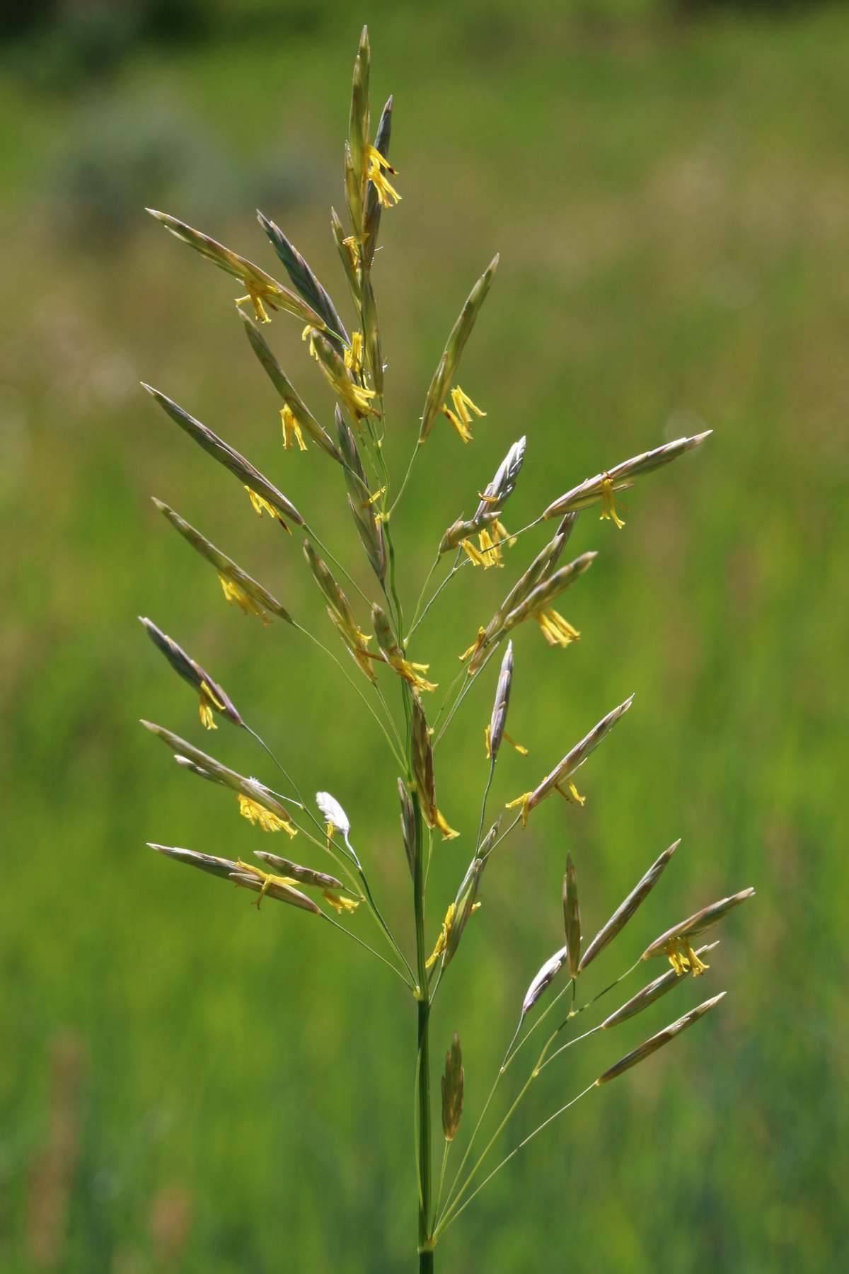 A smooth brome flower head with yellow anthers dangling in close-up