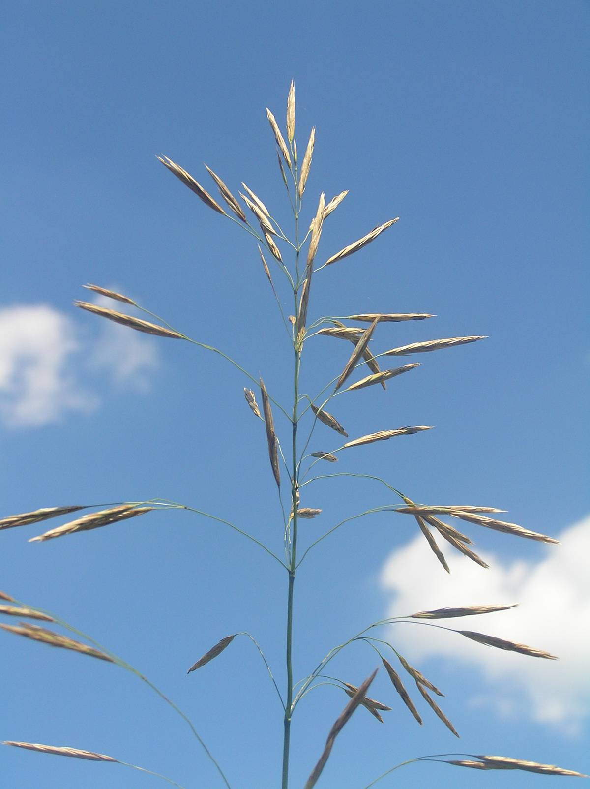 An open, airy smooth brome seed head silhouetted against blue sky