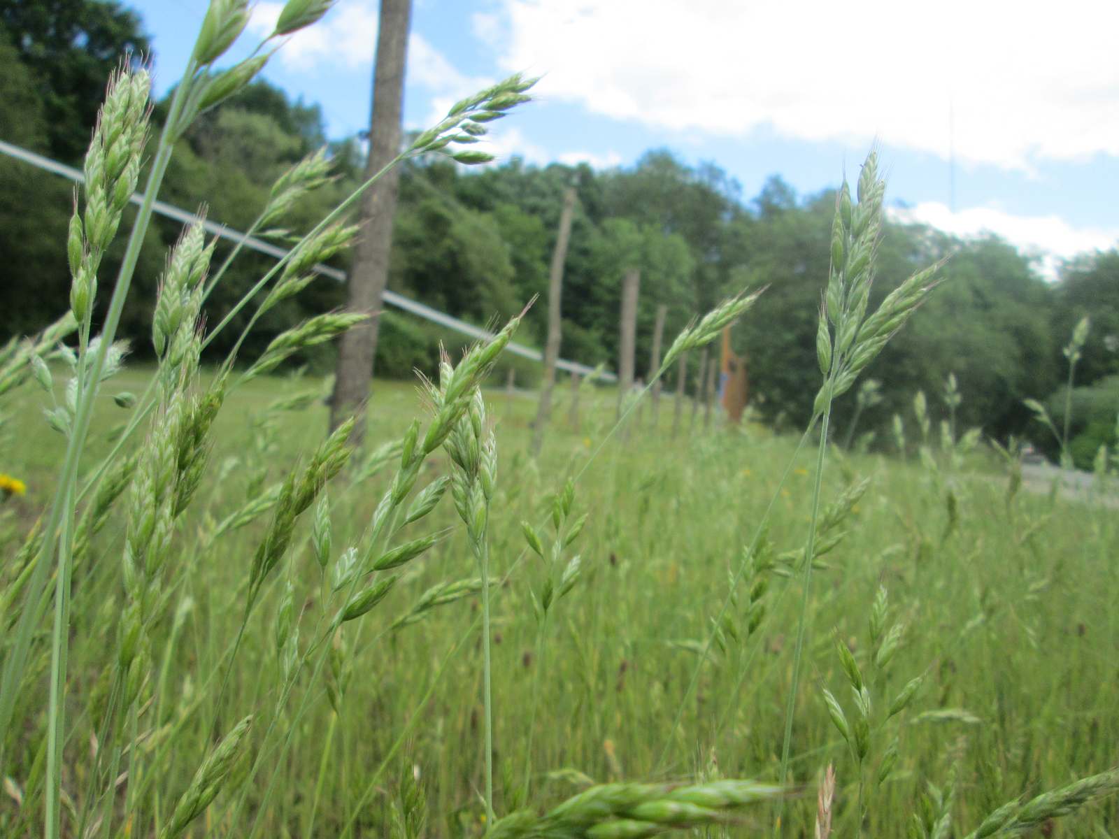 Smooth brome grass standing tall with seed heads in a green pasture
