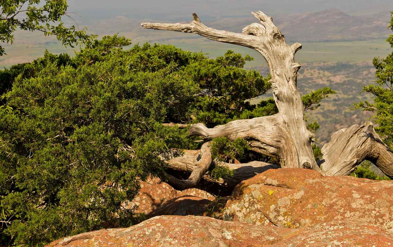 An Ashe juniper tree, the mountain cedar responsible for cedar fever