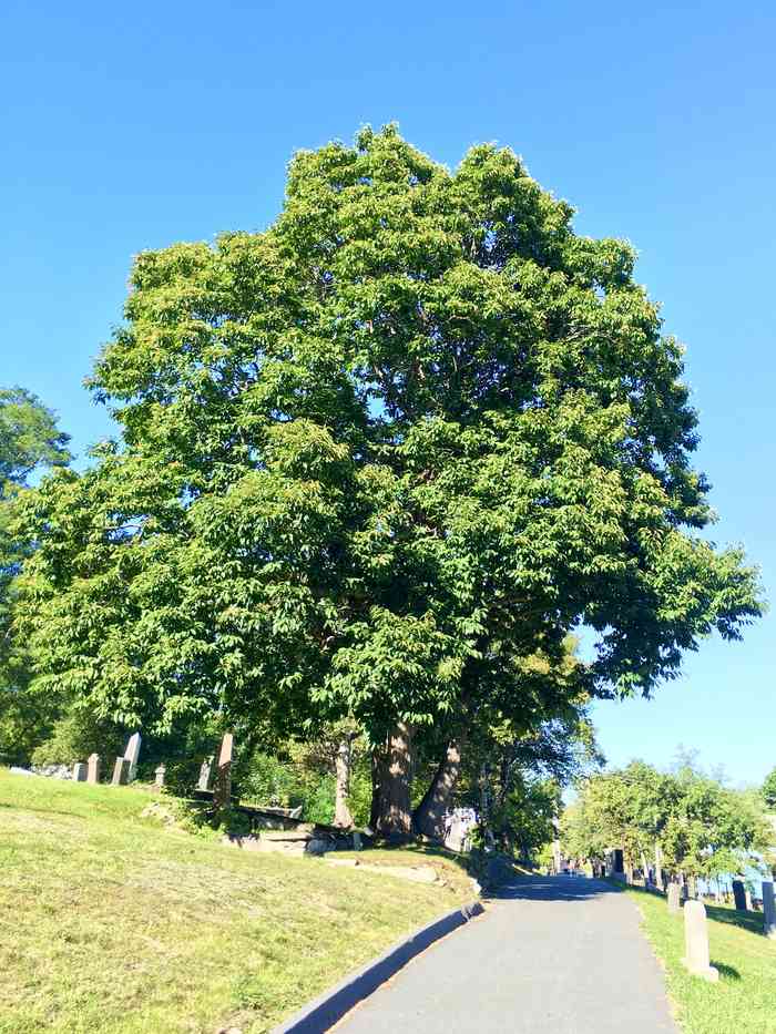 A mature American chestnut tree with a broad green canopy beside a road