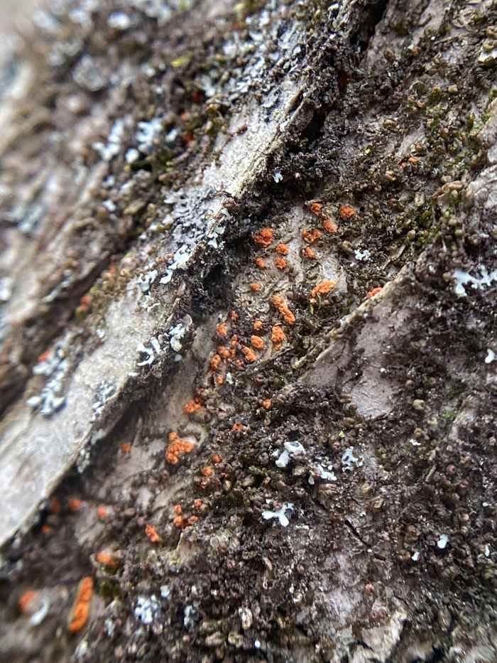 Orange chestnut blight fruiting bodies erupting through cracked bark
