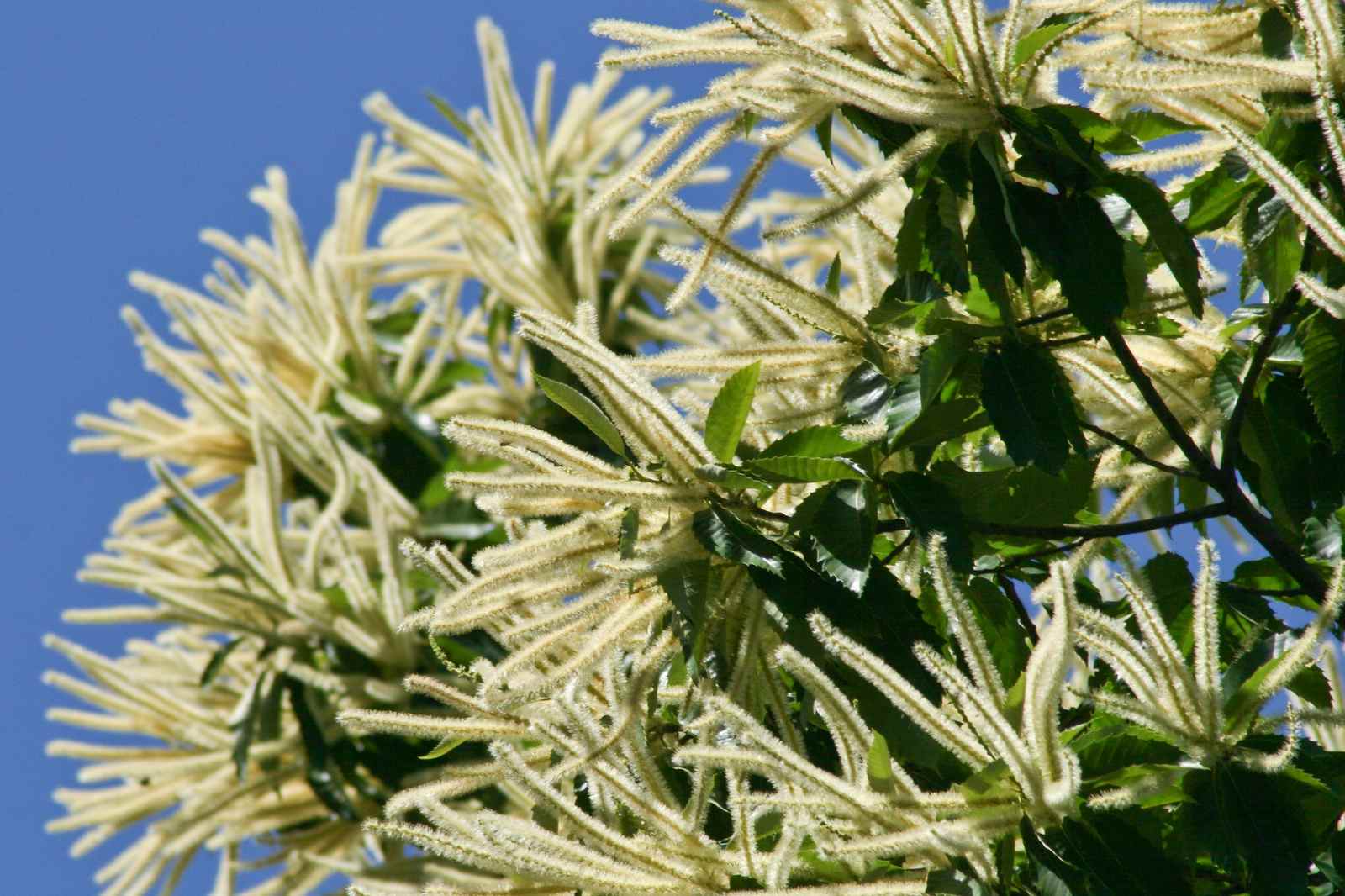 Creamy-white chestnut catkins flowering against a blue sky