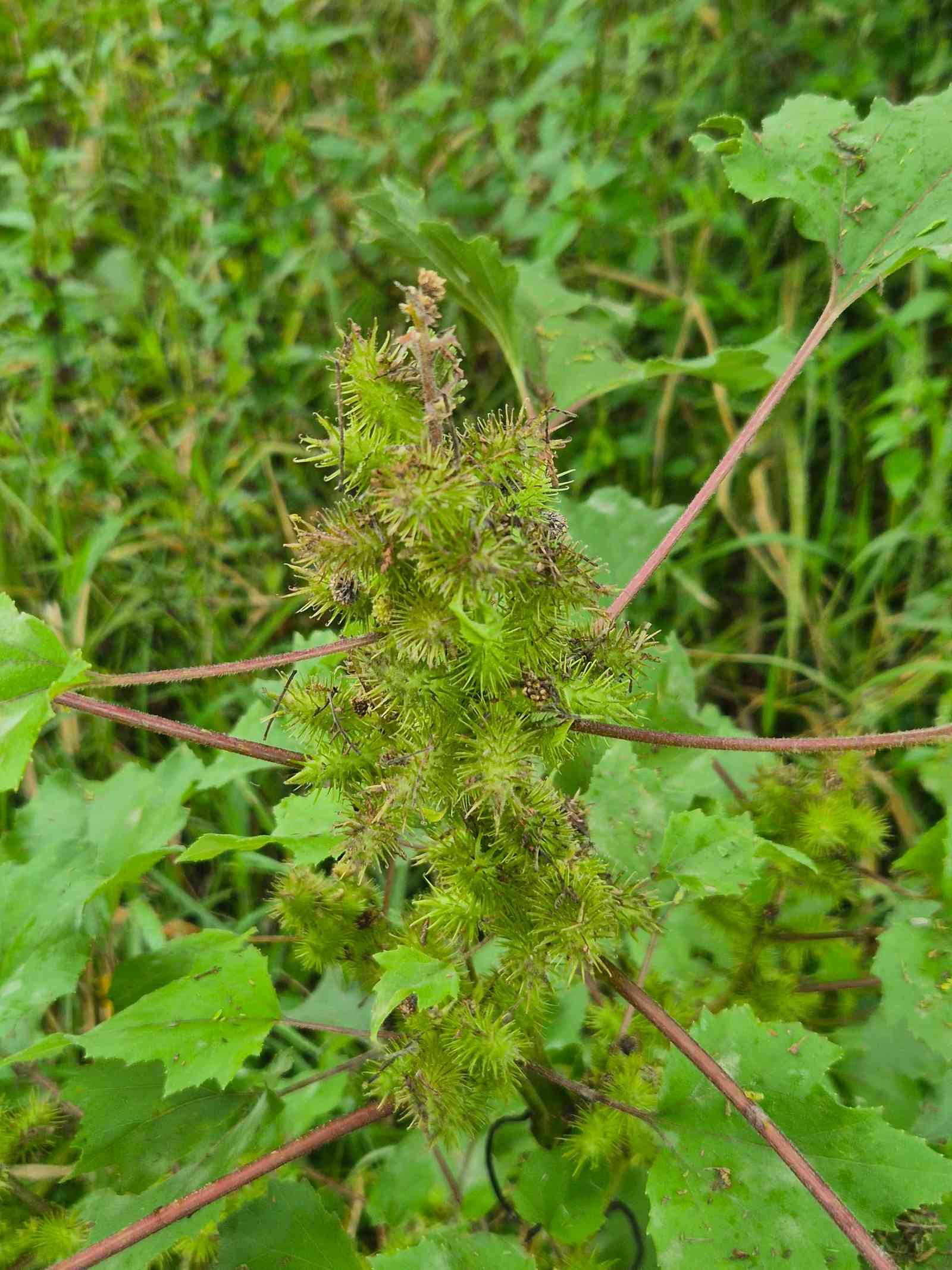 A cocklebur plant crown covered in young spiny burs and broad leaves