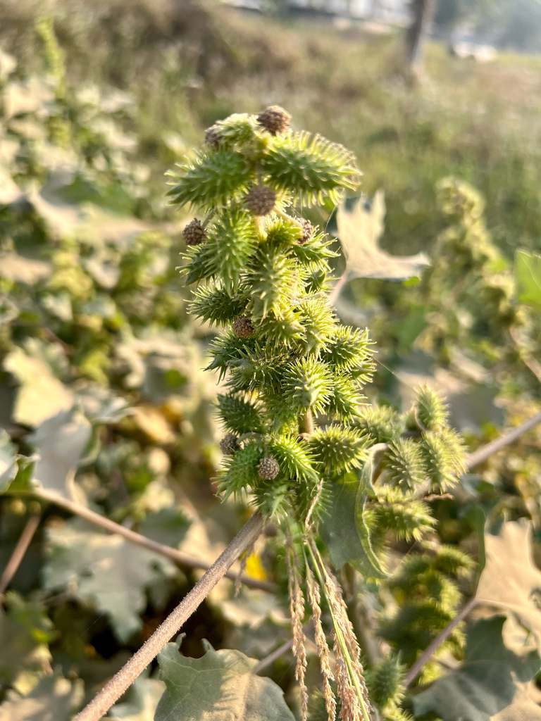 A close-up of a cocklebur stalk crowded with ripe hooked burs