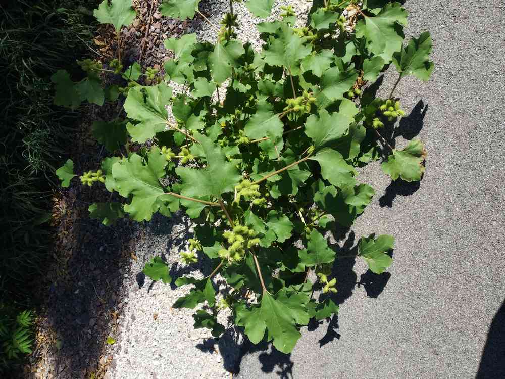 A whole cocklebur plant sprawling beside a gravel trail in summer