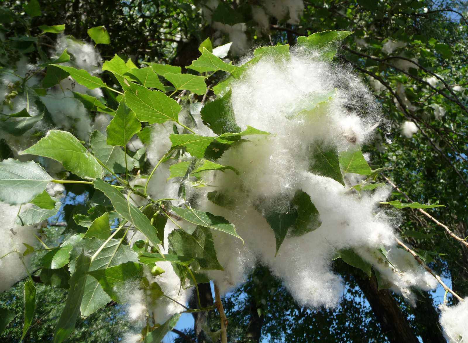 White poplar seed fluff bursting from capsules on a branch