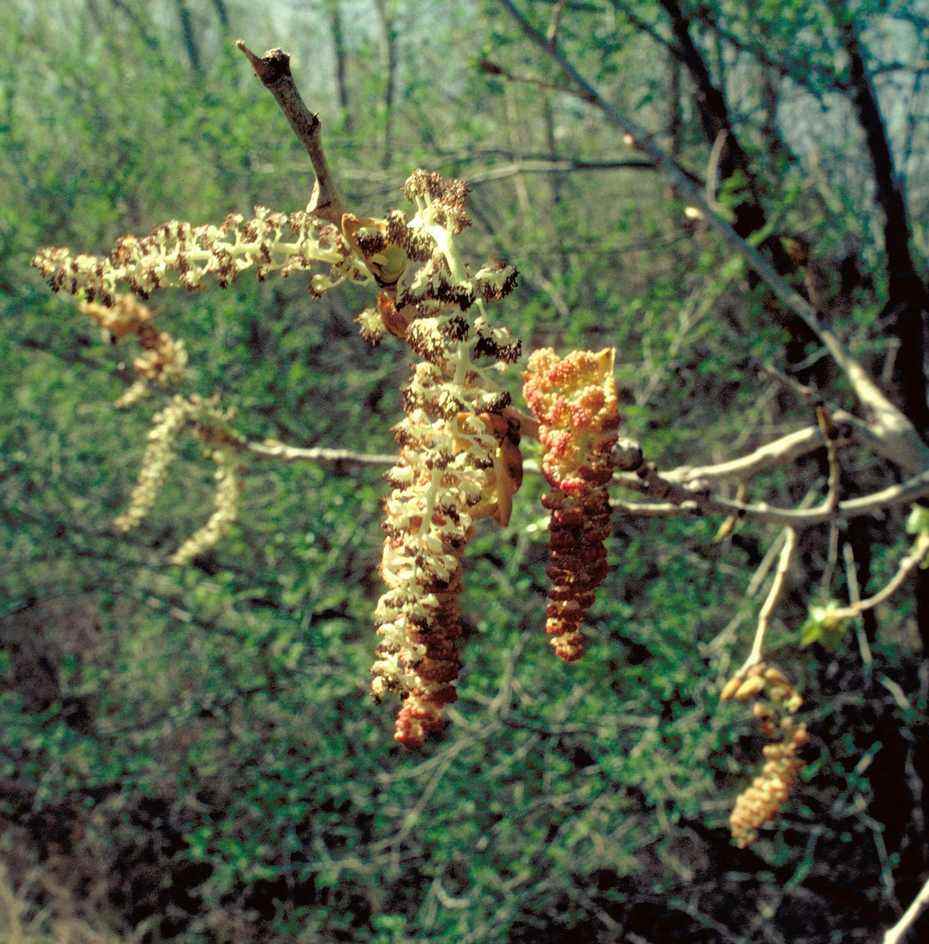 Reddish male cottonwood catkins hanging from a twig