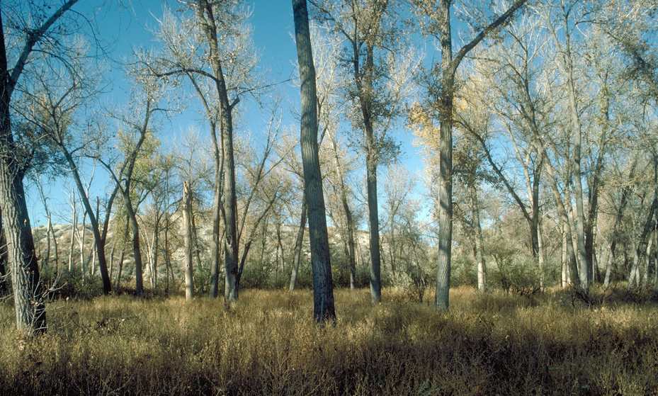 A stand of mature cottonwood trees along a western river