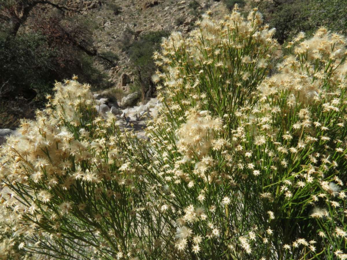 Desert broom shrubs covered in creamy fall bloom along a rocky wash