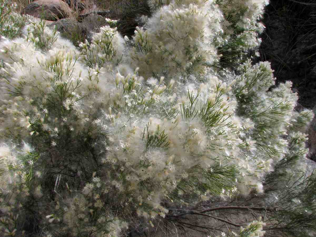A close-up of white fluffy desert broom seed heads