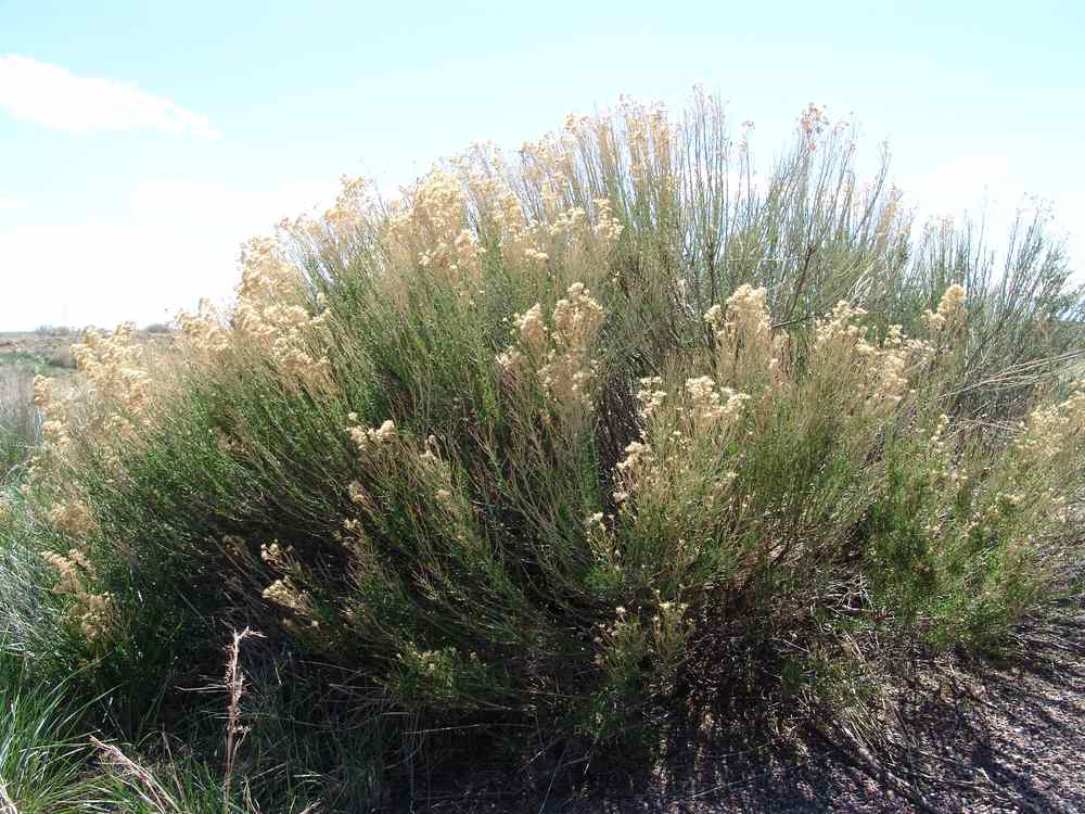 A whole desert broom shrub in bloom standing in desert scrub
