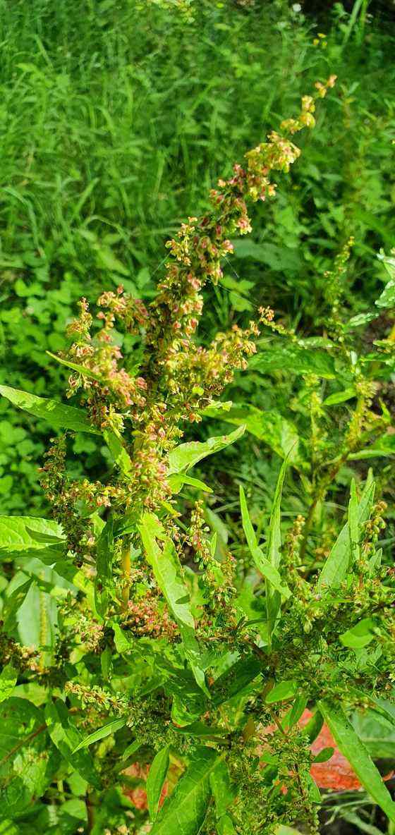 A curly dock plant with a tall, dense flowering stalk