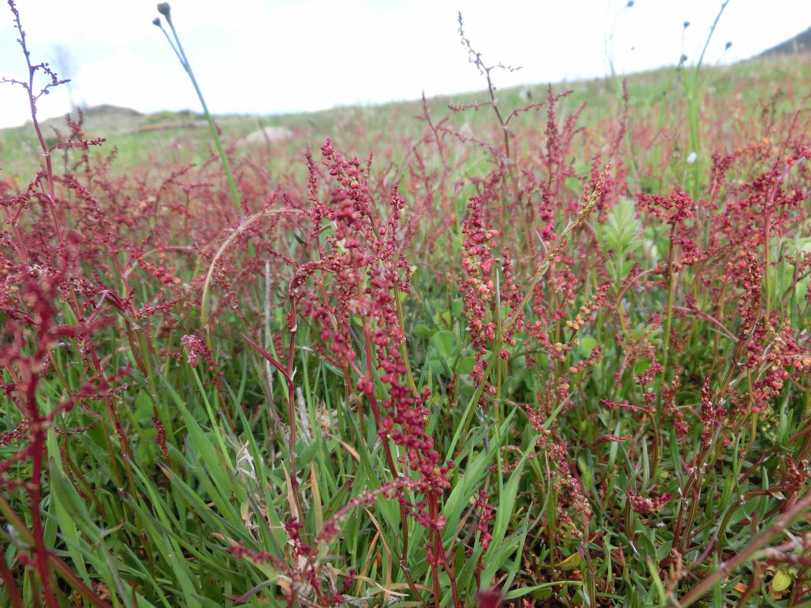 A meadow of sheep sorrel in flower, its stalks turned rusty red