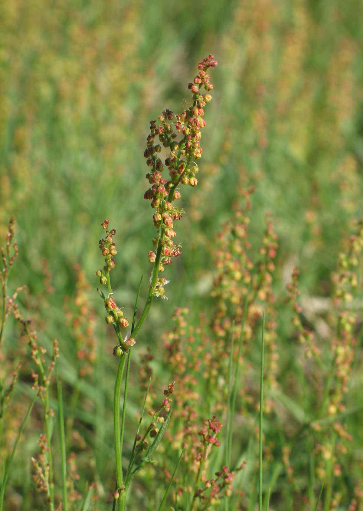 A single sheep sorrel flowering stalk with tiny reddish blooms