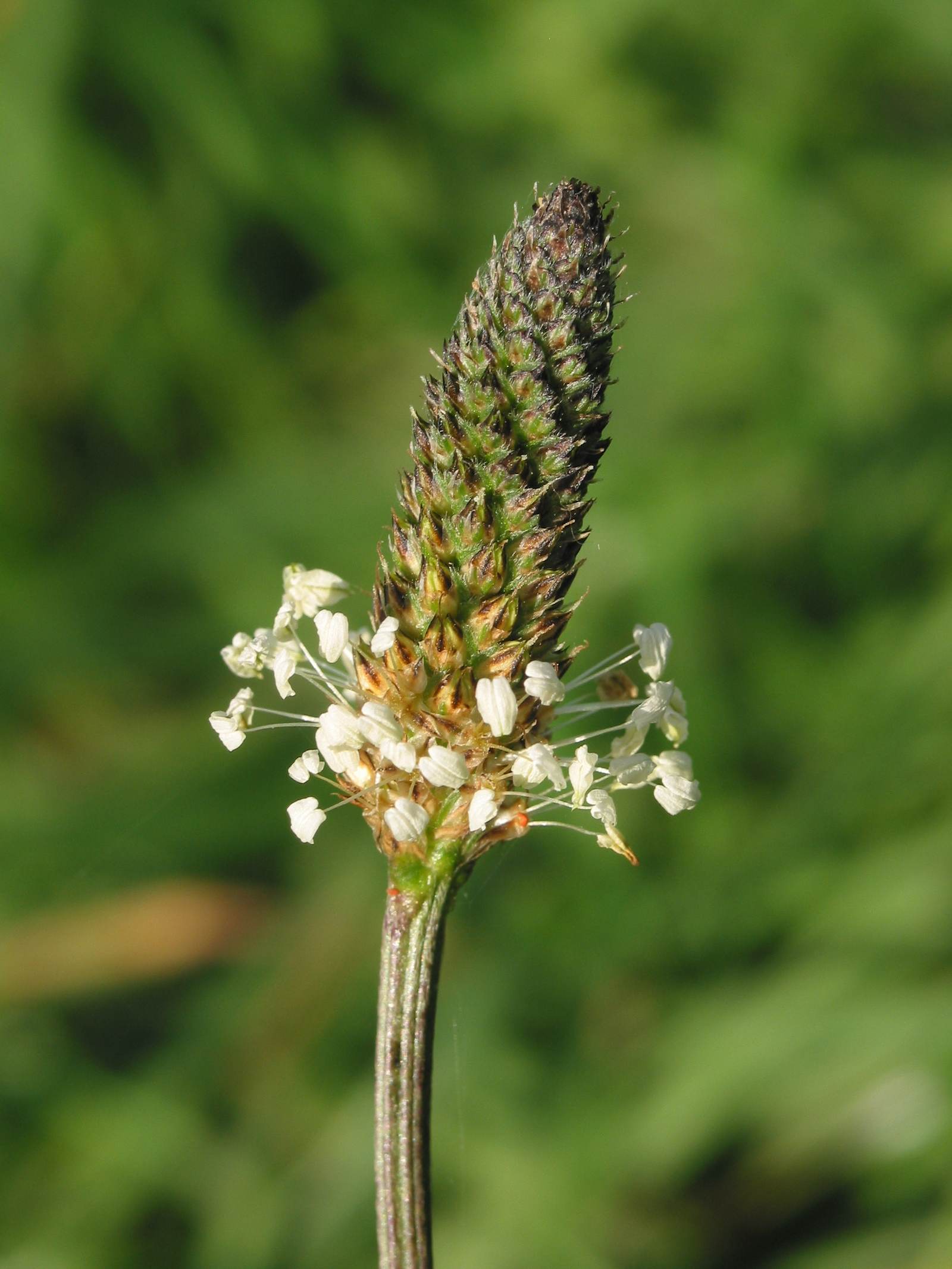 An English plantain flower spike ringed with white stamens