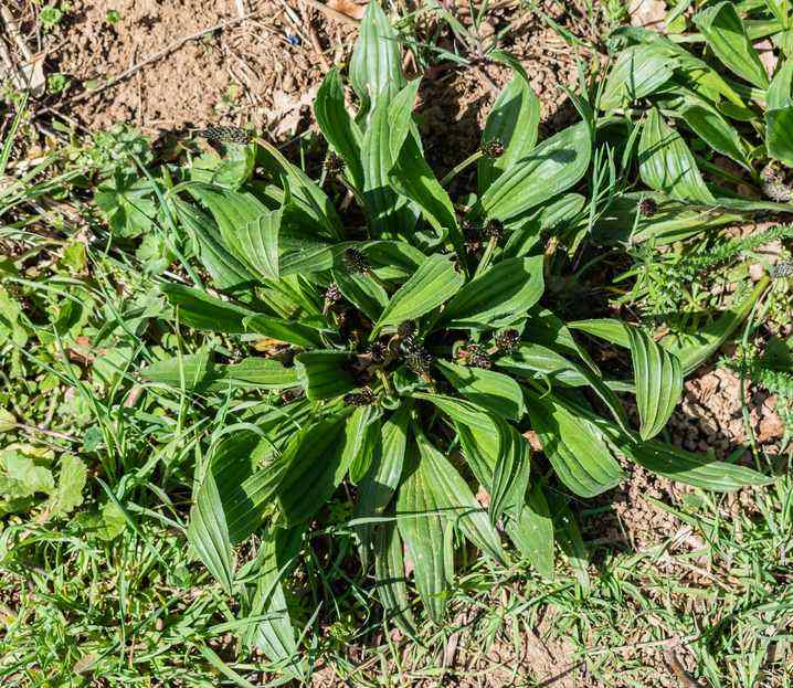 The ribbed-leaf rosette of an English plantain plant