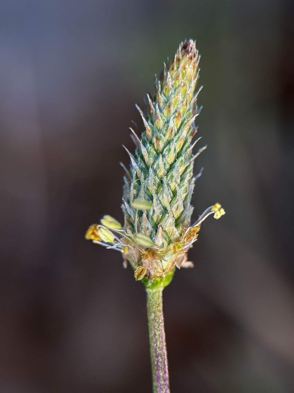 A close-up of an English plantain spike with golden anthers