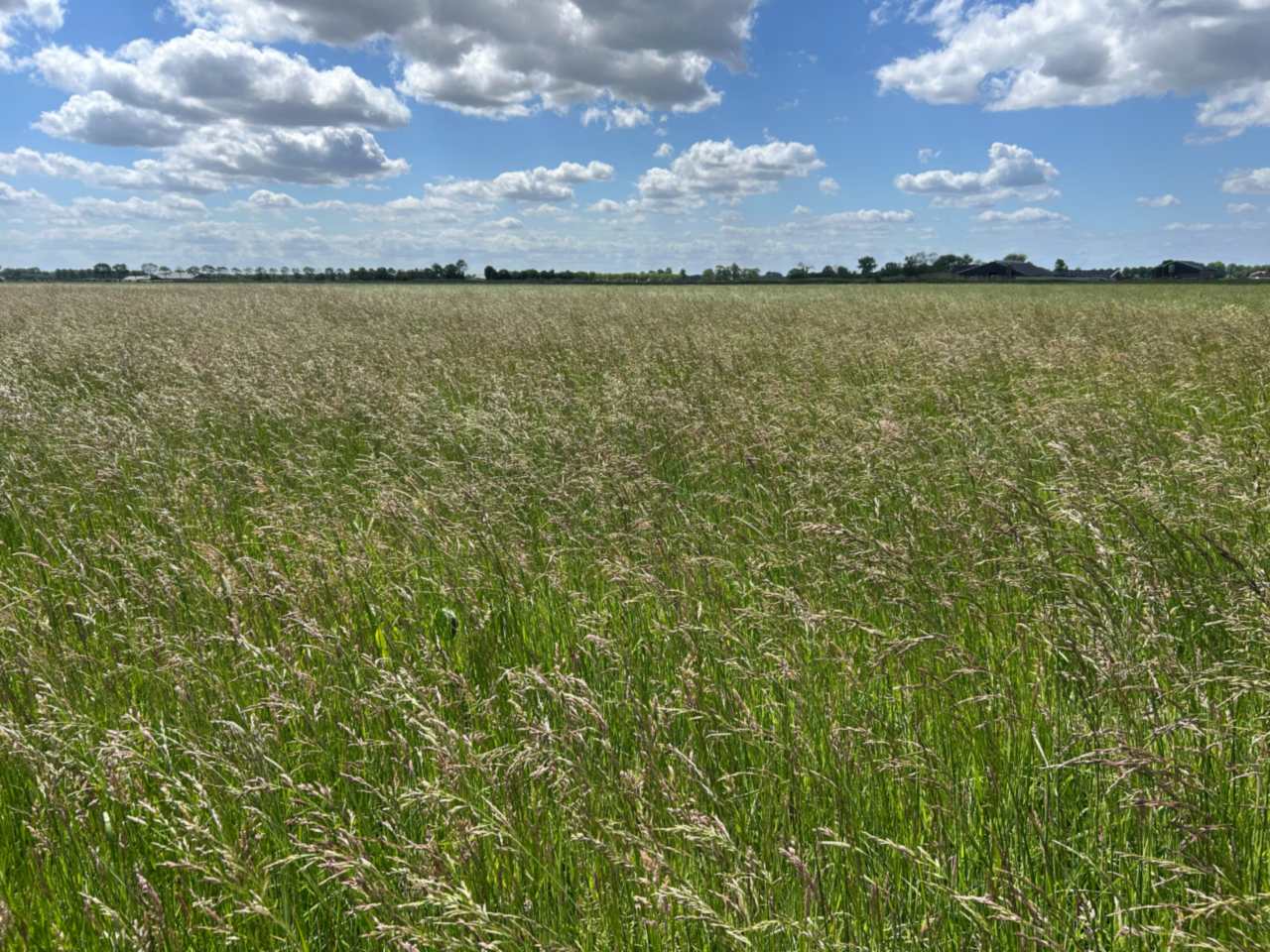 A flowering grass field stretching to the horizon under a big sky