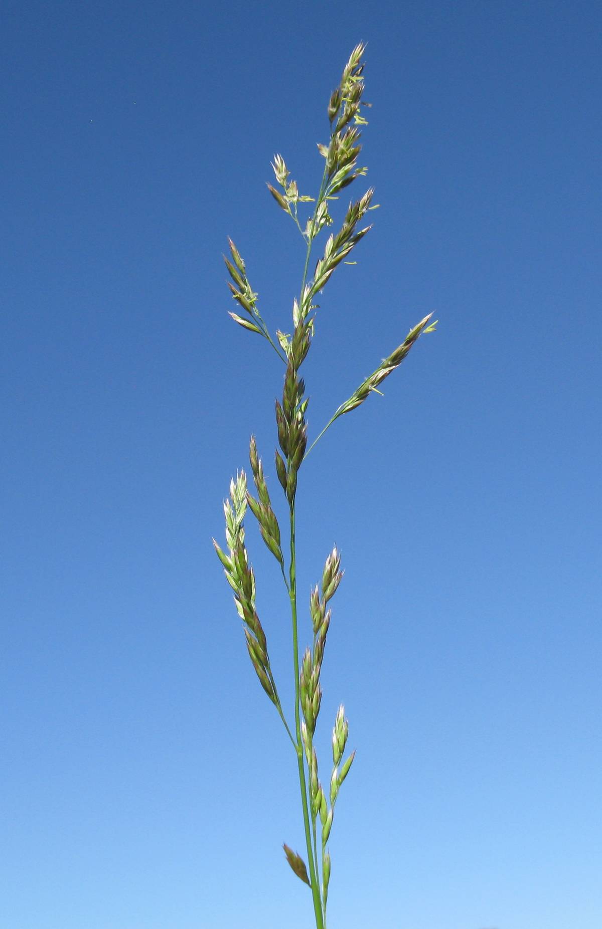 A tall fescue seed head in flower against a clear blue sky