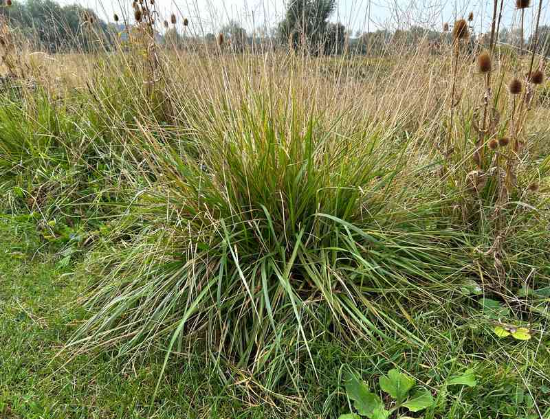 A single coarse tussock of tall fescue grass in a field