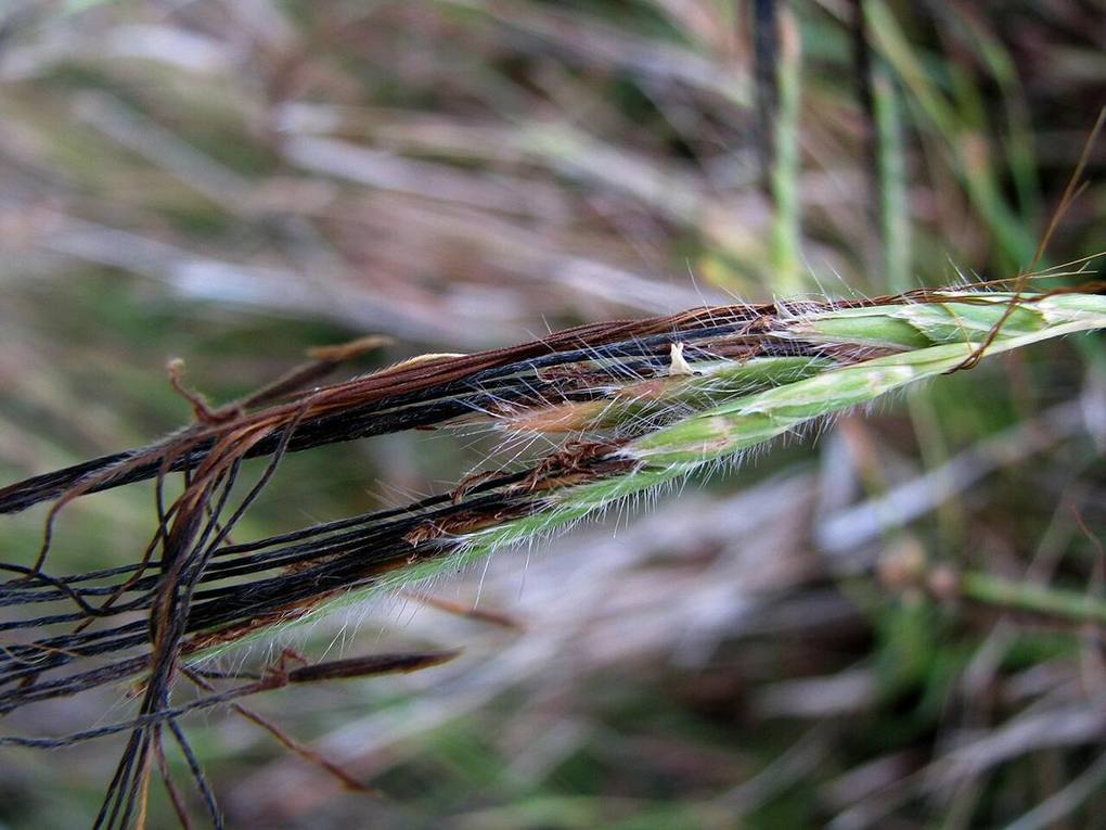Flowering heads of tumble grass (Heteropogon contortus)