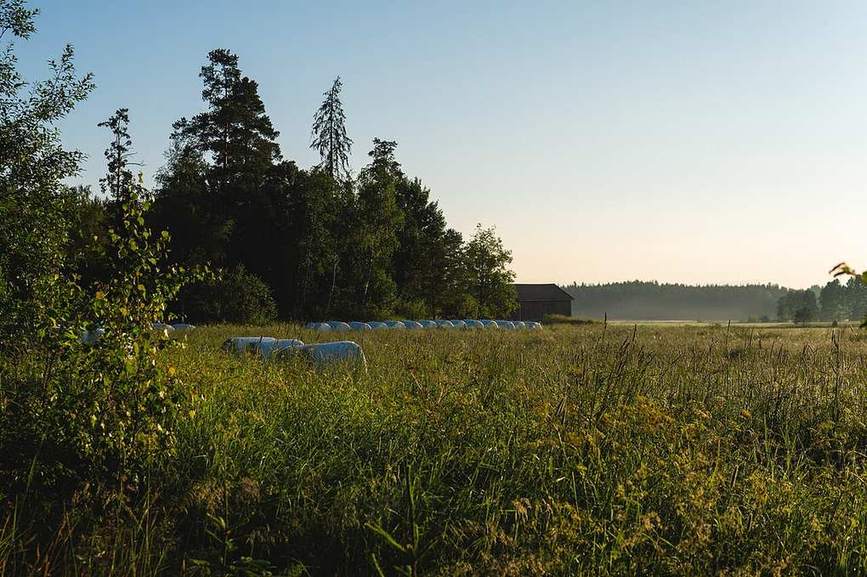 A grass hay field in summer