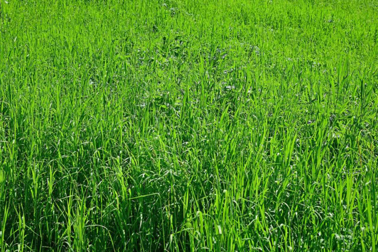 A wide summer meadow with grasses and wildflowers