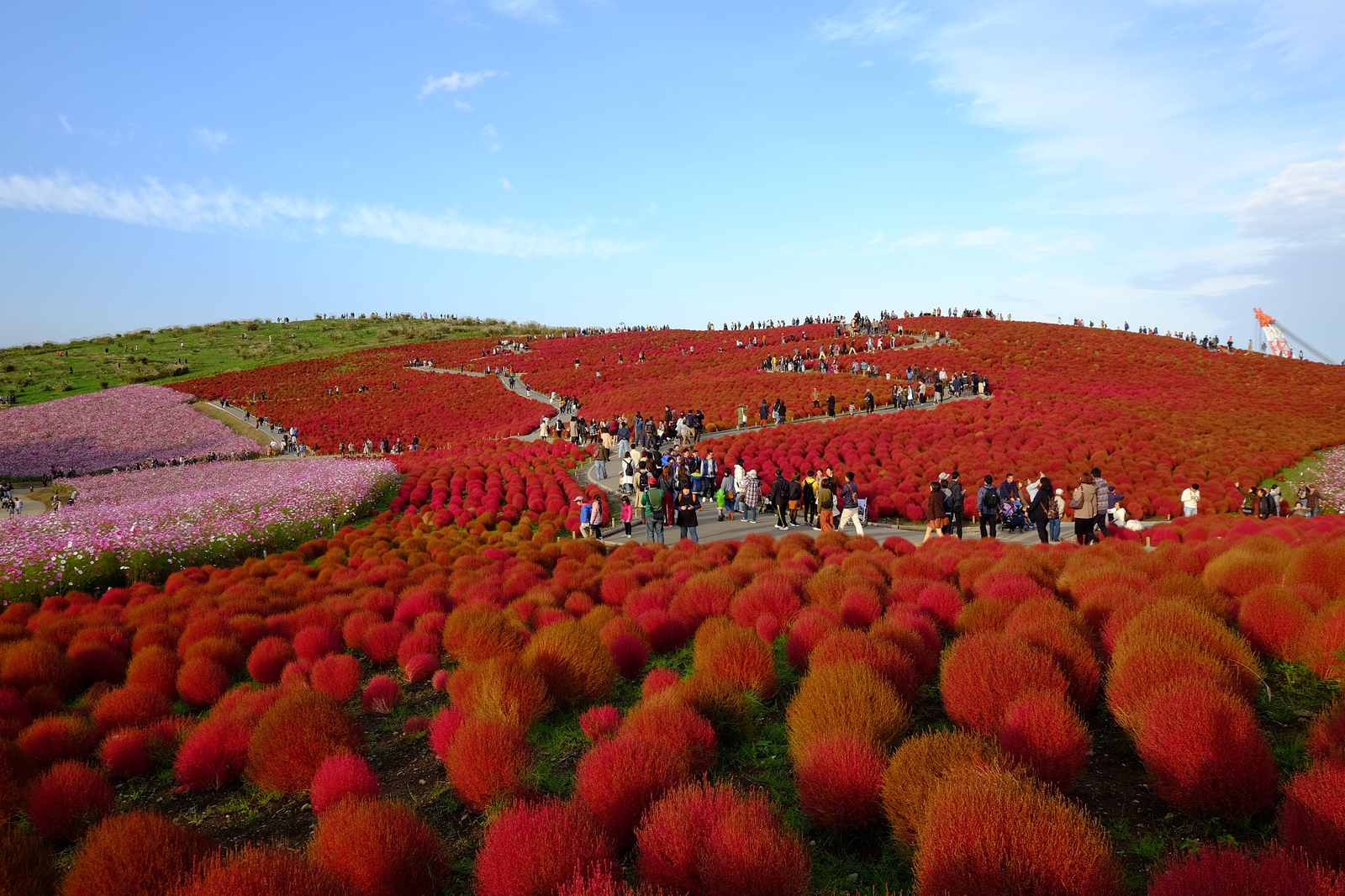 A hillside of kochia plants turned brilliant red in autumn