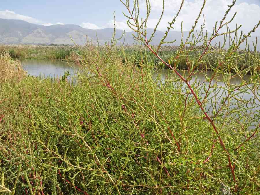 Kochia plants standing tall beside water with mountains behind