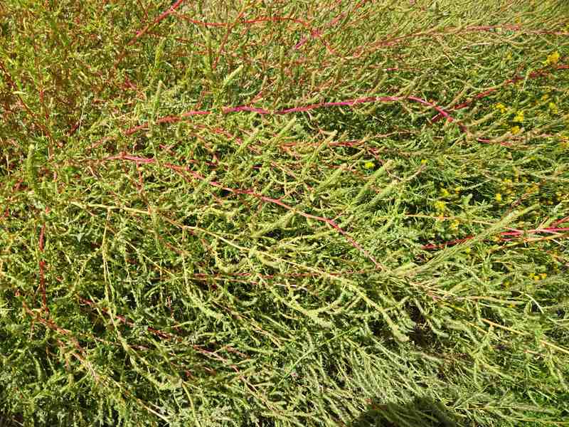 A dense thicket of green kochia plants growing wild