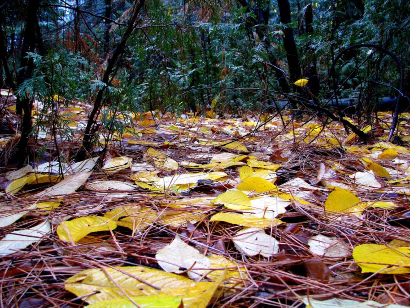 Fallen autumn leaves carpeting a forest floor