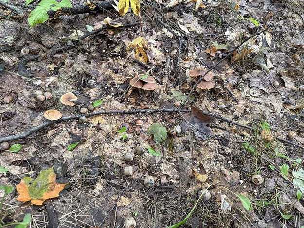 Small mushrooms growing through leaf litter beside an orange maple leaf