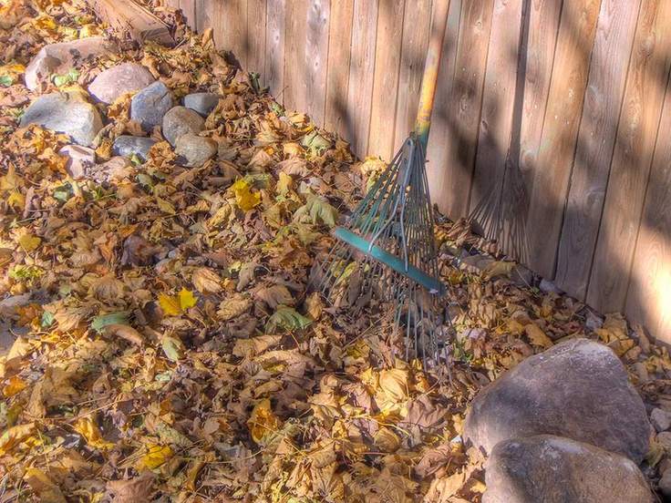 A leaf rake leaning against a pile of autumn leaves