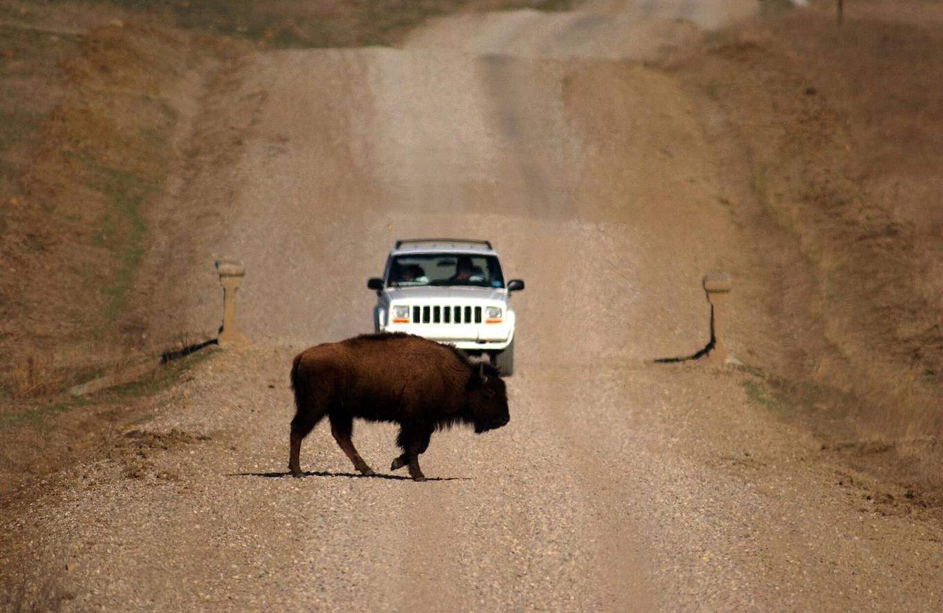 A bison grazing on Oklahoma's tallgrass prairie