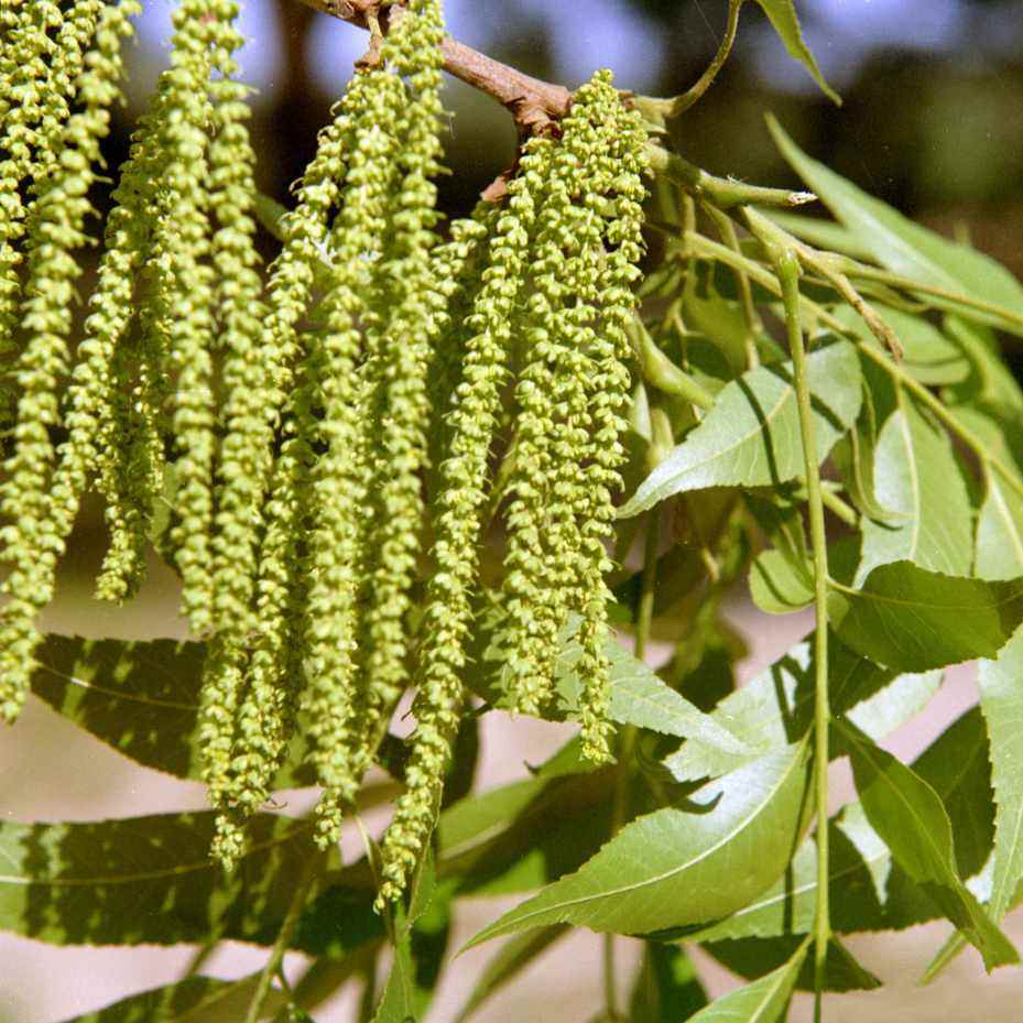 Clusters of green pecan catkins hanging from a branch