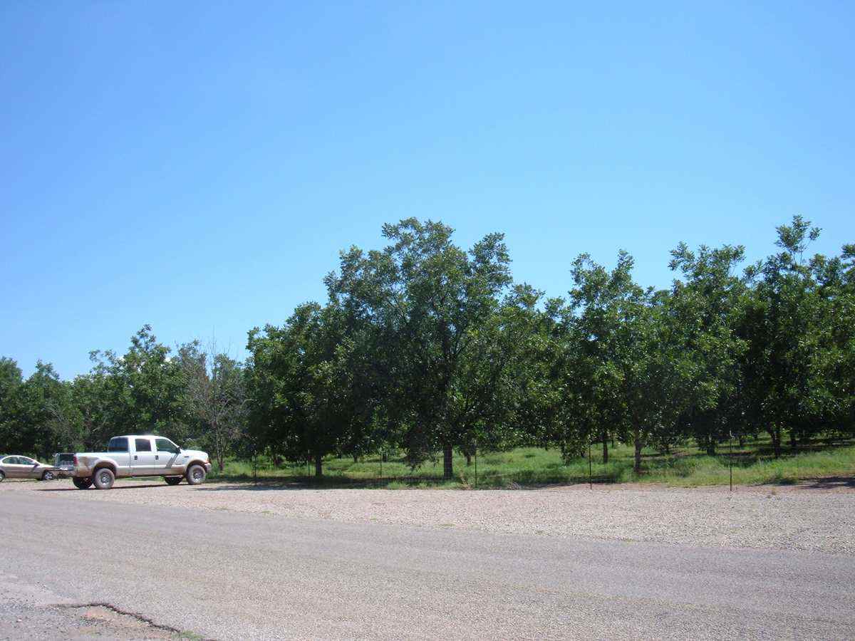 Rows of mature pecan trees in a New Mexico grove