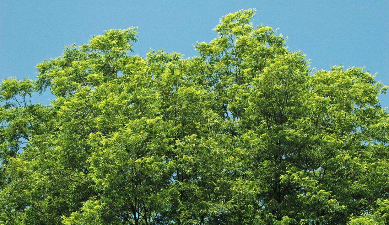 The green spring canopy of a mature pecan tree against blue sky