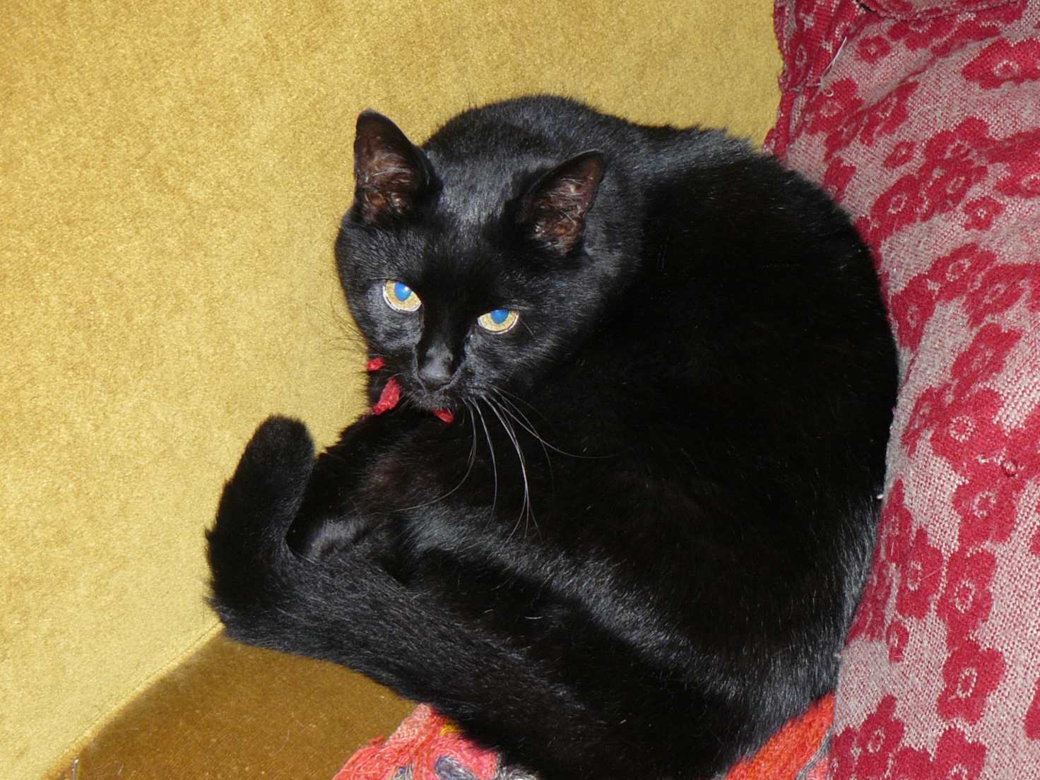 A black cat curled up asleep on a sofa