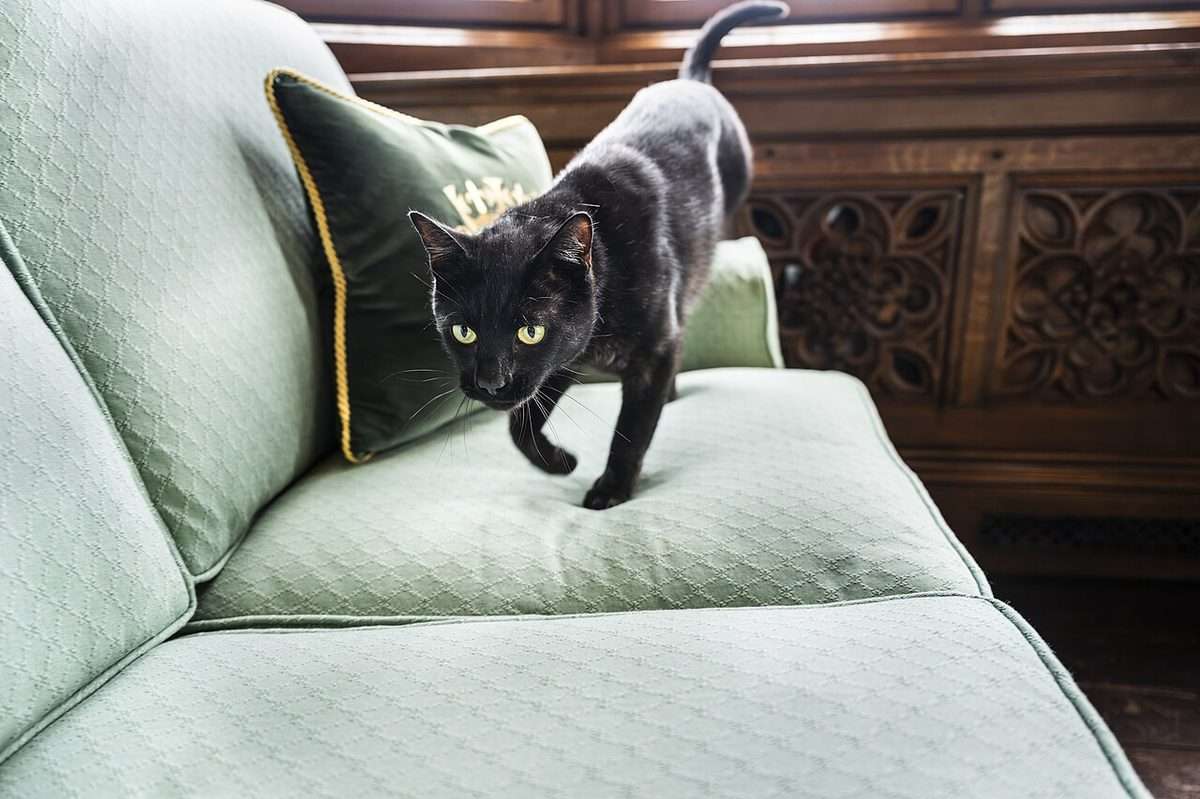 A cat stretched out on a sofa at home